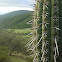 Cactus, Quisco