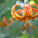 Orange Tiger Lily