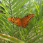 Gulf Fritillary