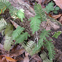 Resurrection Fern