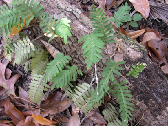 Spotting Image 1