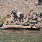 Baboon