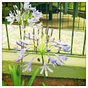 Lily of the Nile