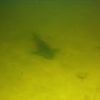 Plecostomus