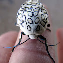 Giant Leopard Moth