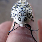 Giant Leopard Moth