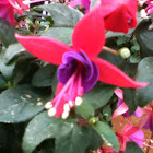 Fuchsia