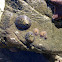 Golden limpet