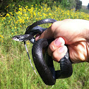 Southern Black Racer