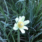 Marsh Marigold