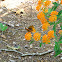 Great Spangled Fritillary