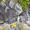 Fiordland Crested Penguin