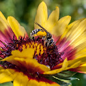 Honeybee