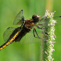 Widow Skimmer
