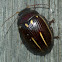 Paropsisterna lineata
