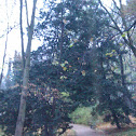 Taxus bacata