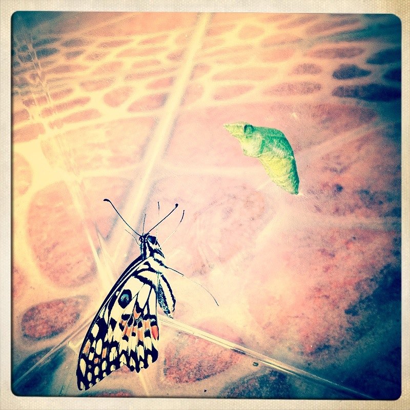 Lime swallowtail butterfly and pupa