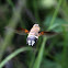 Common Ligyra Bee Fly