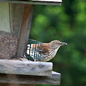 Brown Thrasher