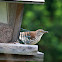 Brown Thrasher