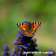 Small Tortoiseshell