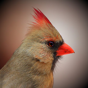 Female Kentucky Cardinal  by Paul Mays - Animals Birds