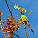 Nanday Conure