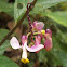 Polygala