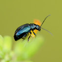 Beetle