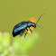 Beetle