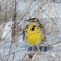 Eastern Meadowlark