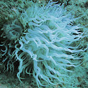 Green aiptasia