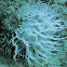 Green aiptasia