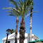 Palmera afectada por el picudo rojo (Rhynchophorus ferrugineus)