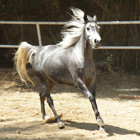 by Yasmin Kader - Animals Horses