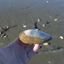 Tuatua shell
