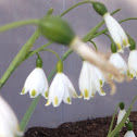 Summer snowflake - Graverye Giant