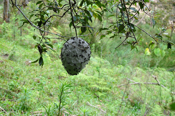 Spotting Image 1