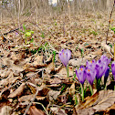 Spring Crocus/Pomladanski žafran