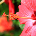Hibiscus