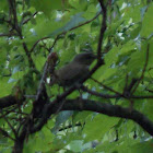 Red-eyed Vireo