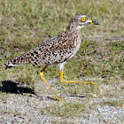 Spotted Thick-knee