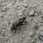 Sawfly