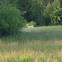 White Deer