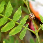 Ladybird