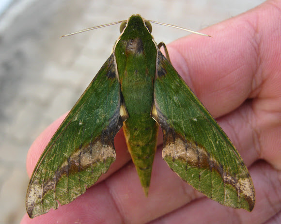 Spotting Image 1
