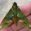 Xylophanes chiron