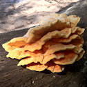 Laetiporus