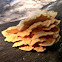 Laetiporus