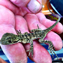 Baby Water Dragon